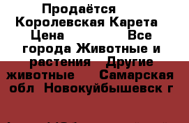 Продаётся!     Королевская Карета › Цена ­ 300 000 - Все города Животные и растения » Другие животные   . Самарская обл.,Новокуйбышевск г.